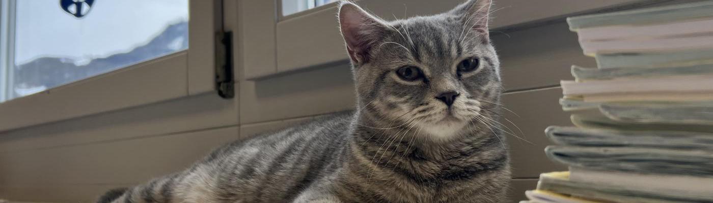 Klassenkater