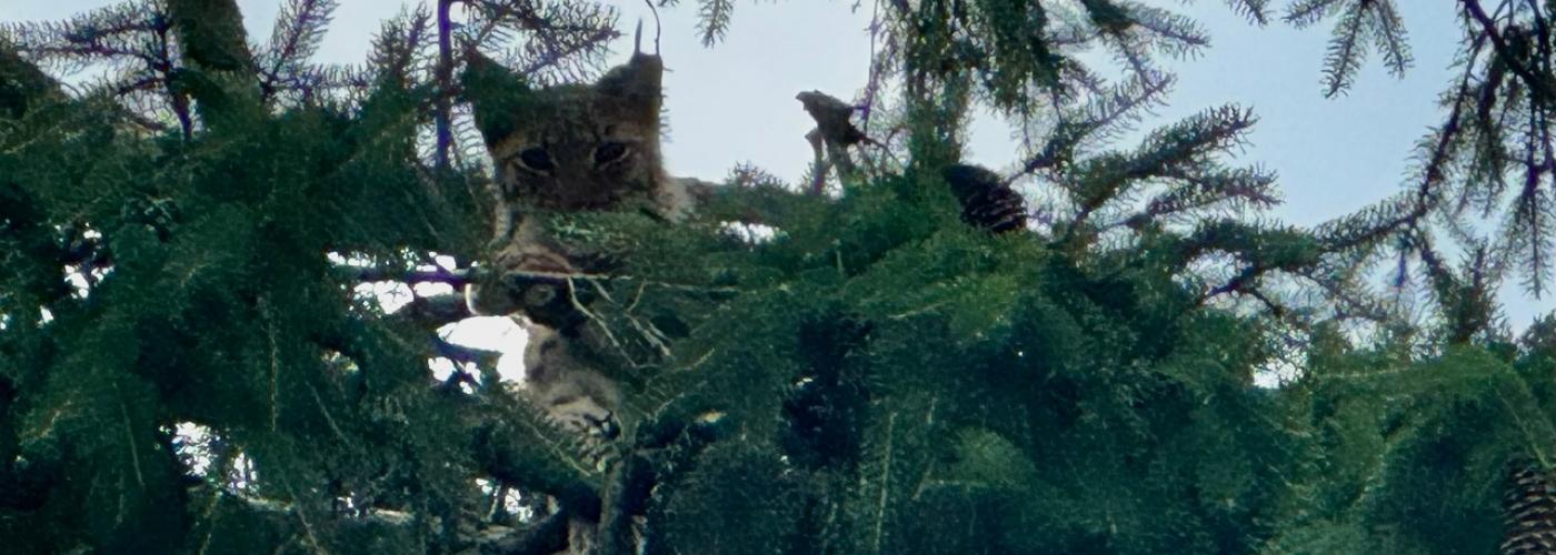 Luchs